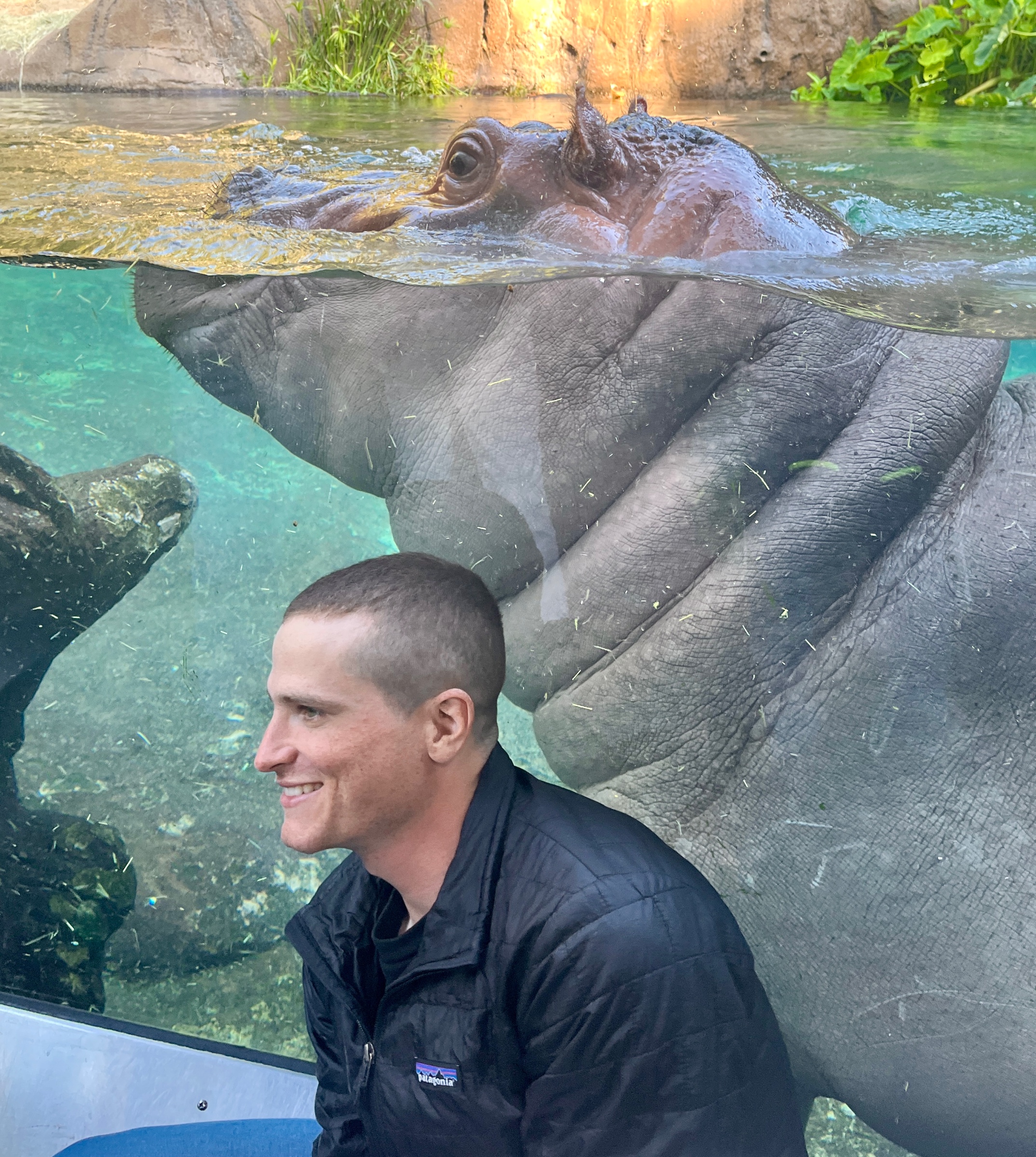 A person looking at a hippo in water
Description automatically generated